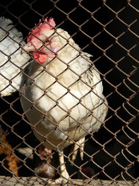 他成员的斗 他成员的斗